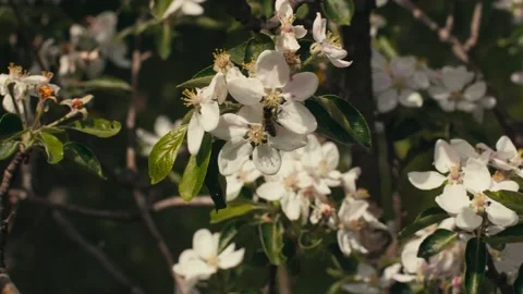 Bee on a white flower on a tree. Bee picking pollen from apple flower. Stock-Footage 154240859