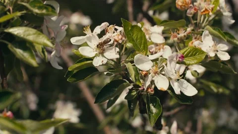 Bee on a white flower on a tree. Bee picking pollen from apple flower. Stock Footage 154240863