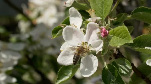 Bee on a white flower on a tree. Bee picking pollen from apple flower. Stock Footage 154241079