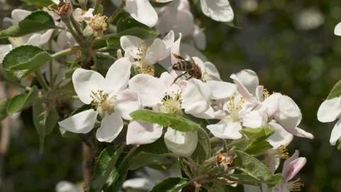 Bee on a white flower on a tree. Bee picking pollen from apple flower. Stock-Footage 154241110