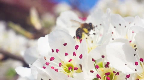 Bee on a white flower on a tree Vidéo 63073283