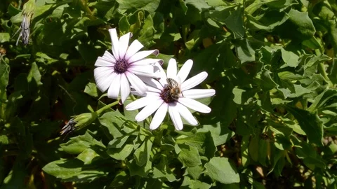 Bee on the white flower on a windy day Stock Footage 92303968