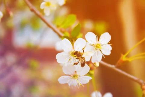 Bee on a white flowering spring tree. Toned Stock Photos