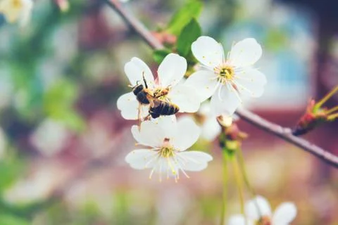 Bee on a white flowering spring tree Stock Photos