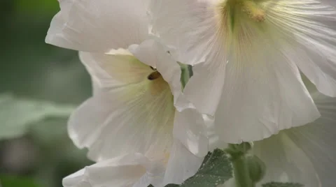 A bee in white flowers Stock Footage 50375187