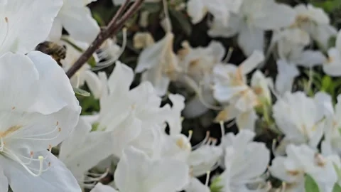 Bee with white flowers Stock Footage 274077168