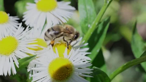 Bee on a white flowers. Видео 337054887
