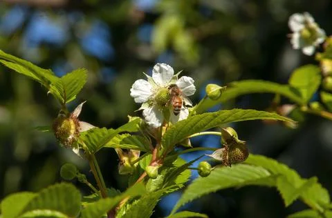 Bee on white flowers of of fruit tree Stock Photos