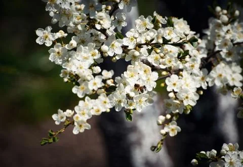 Bee on white flowers Stock Photos