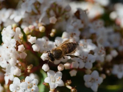 Bee on white flowers Stock Photos