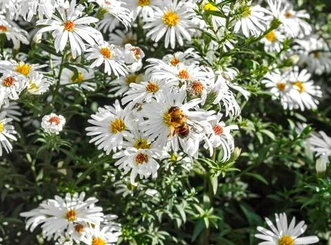 Bee on white flowers Stock Photos