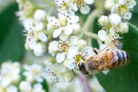 A bee on white flowers in spring Foto stock