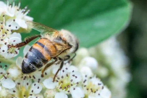 A bee on white flowers in spring Stock Photos