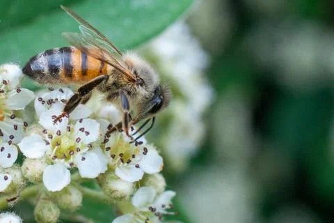 A bee on white flowers in spring Stock Photos