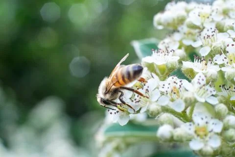 A bee on white flowers in spring Stock Photos