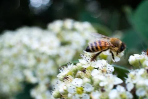 A bee on white flowers in spring Stock Photos