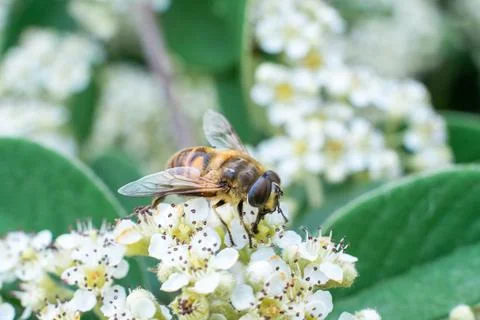 A bee on white flowers in spring Stock-Fotos