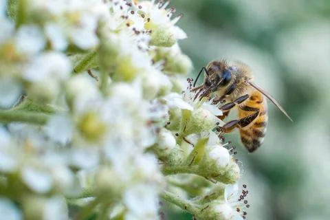 A bee on white flowers in spring Stock Photos