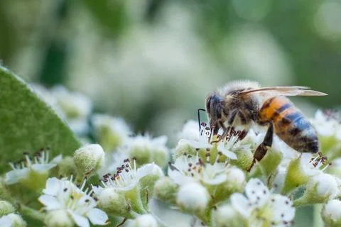 A bee on white flowers in spring Stock Photos