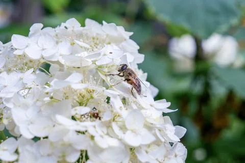 Bee on white hydrangea flowers in a summer garden. Closeup of a bee collect.. Stock Photos