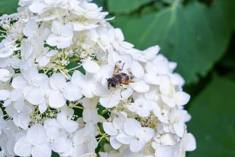 Bee on white hydrangea flowers in a summer garden. Closeup of a bee collect.. Stock Photos