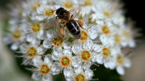 Bee on a white inflorescence in spring collects pollen. Stock Footage 110503875