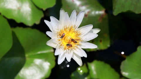 Bee in white lotus Stock Footage 39390578