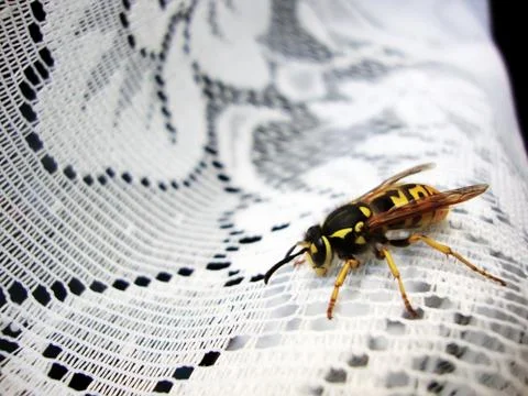 Bee on white patterned fabric Stock Photos