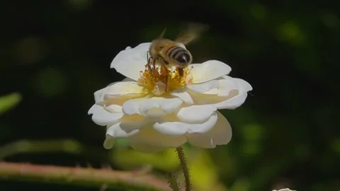 Bee, on white rose Flower. Honeybee and Rose. Видео 340410400