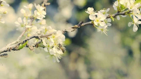 Bee with white sakura 動画素材 92392647