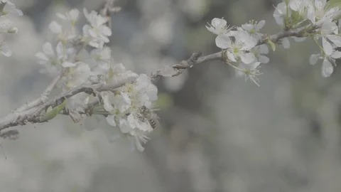Bee with white sakura slog 動画素材 92392679