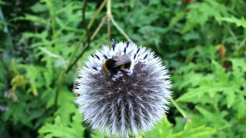 Bee on a white spherical flower Stock Footage 81969899