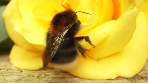 Bee wiggling butt on a yellow rose Vidéo 206980241