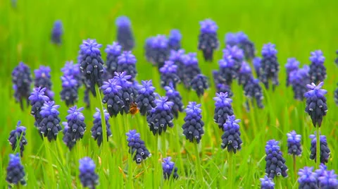 Bee on wild  blue  flowers. Stock Footage 27070862