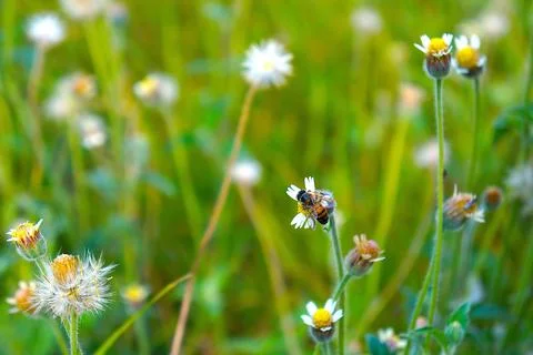 Bee on wild daisies Stock Photos