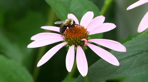 Bee on Wild Flower 3 Vídeo Stock 7902938