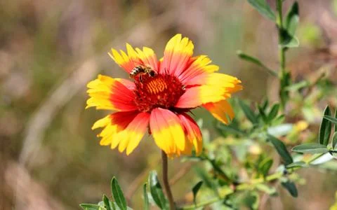 Bee on wild flower Stock Photos