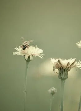 Bee on wild flowers Stock Photos