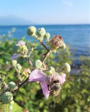 Bee on wild raspberry Foto stock