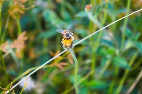 Bee on a wildflower close-up Stock Photos