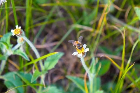 Bee on wildflower close-up Stock Photos