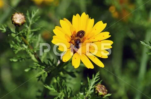 Bee on wildflower Stock Photos