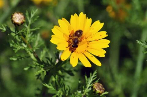 Bee on wildflower 写真素材