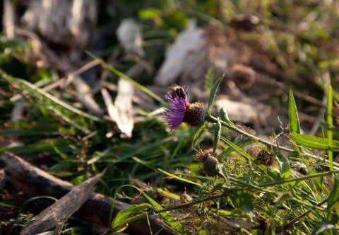 A bee on a wildflower Stock-Fotos