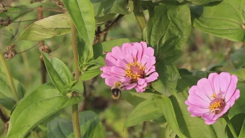 A bee will attack another bee Stock Footage 96139786