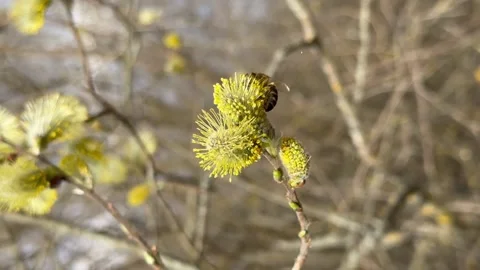 A bee on a willow branch drinks nectar. spring Stock Footage 237964307