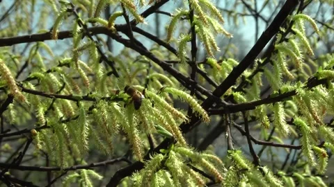 Bee on willow bud. Video stock 152949984