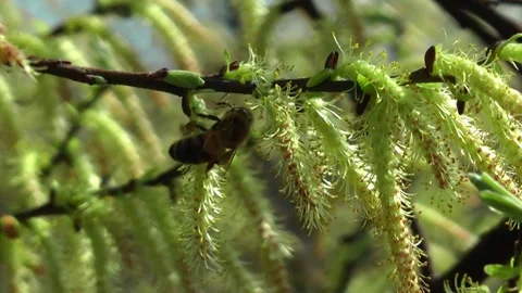 Bee on willow buds Video stock 152949997