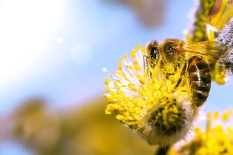 Bee on willow flowers in spring . Stock Photos