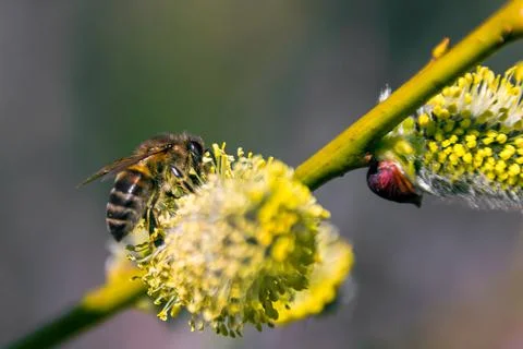 Bee on willow flowers in spring . Foto stock